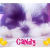 Candy